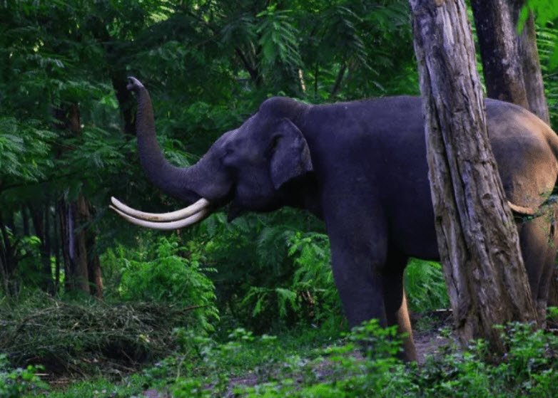 Kamala Wildlife Sanctuary
